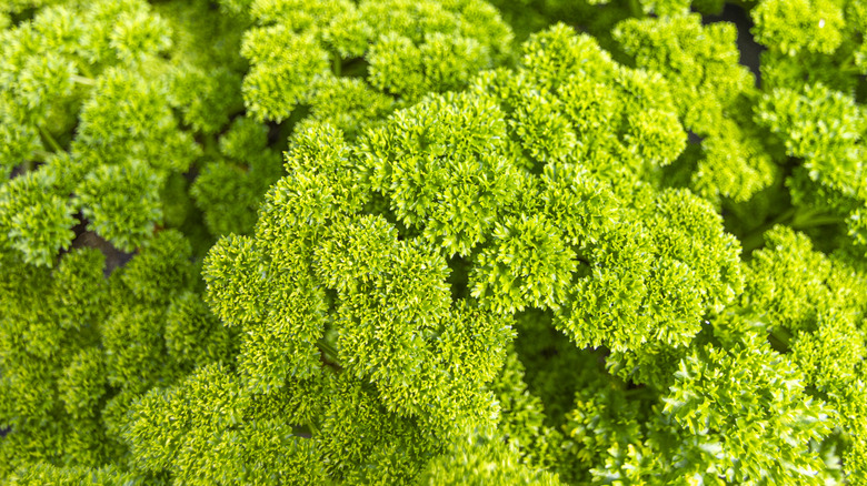 Bunches of fresh chervil herb