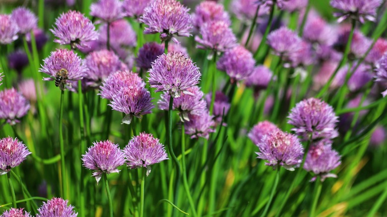 Flowering chive plants