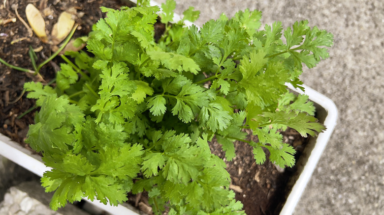 Cilantro growing in a small container