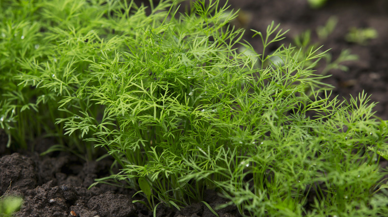 Fresh dill growing in soil