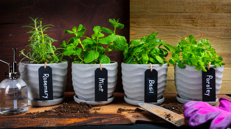An indoor herb garden with various labeled pots