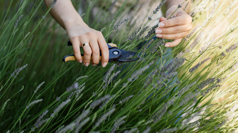 Trimming outdoor lavender flowers