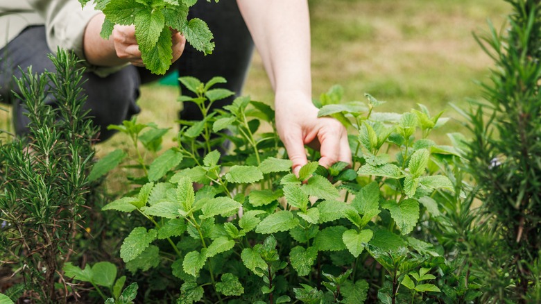 Picking fresh lemon balm