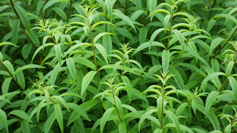 Fresh lemon verbena plants growing outdoors
