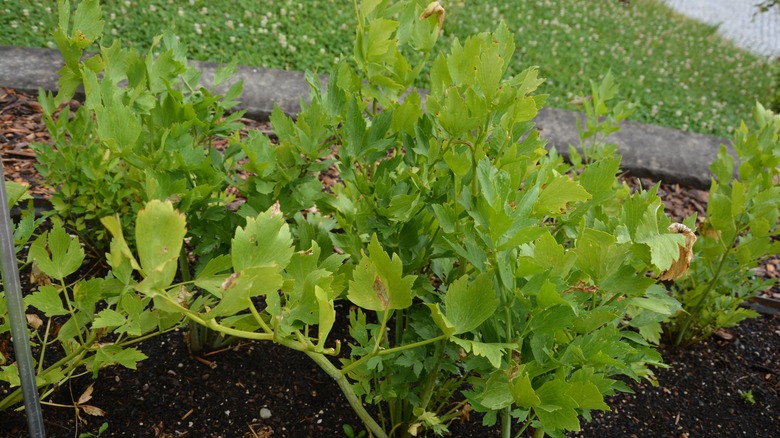 Lovage growing outdoors