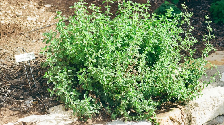 Bundle of marjoram growing outdoors