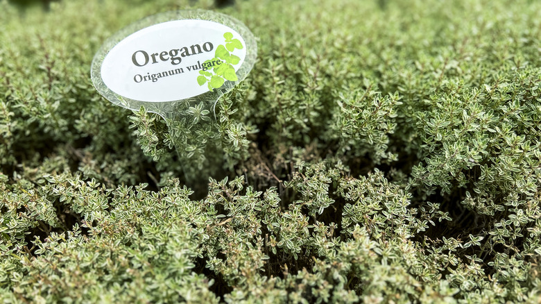Oregano growing in herb garden