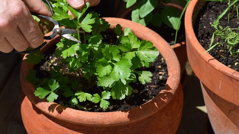 Trimming from a potted parsley plant