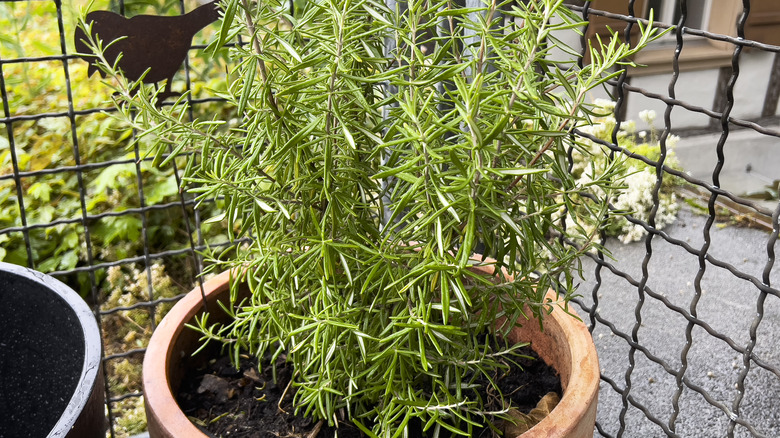 Pot of rosemary behind protective fence