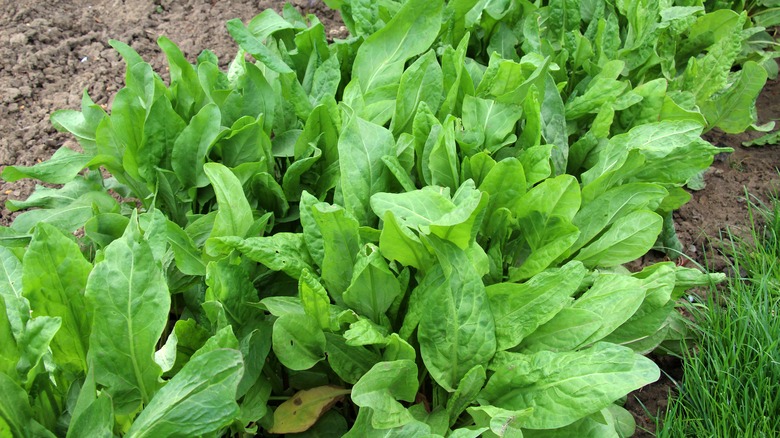 Fresh garden sorrel growing outdoors