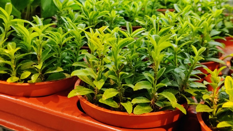 Indoor pots growing stevia plants