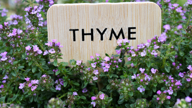 Thyme growing with wooden sign