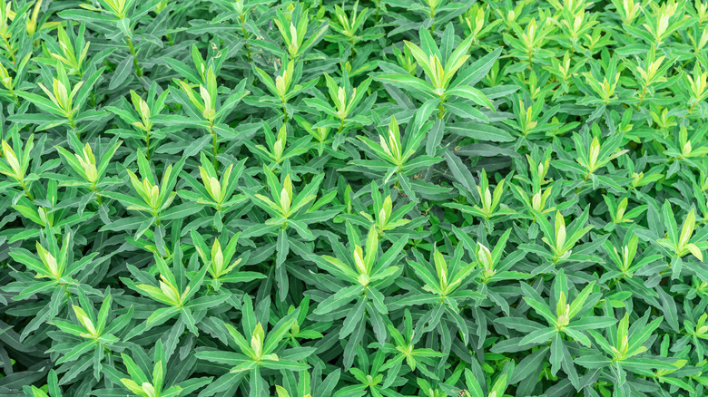 Outdoor winter savory plants