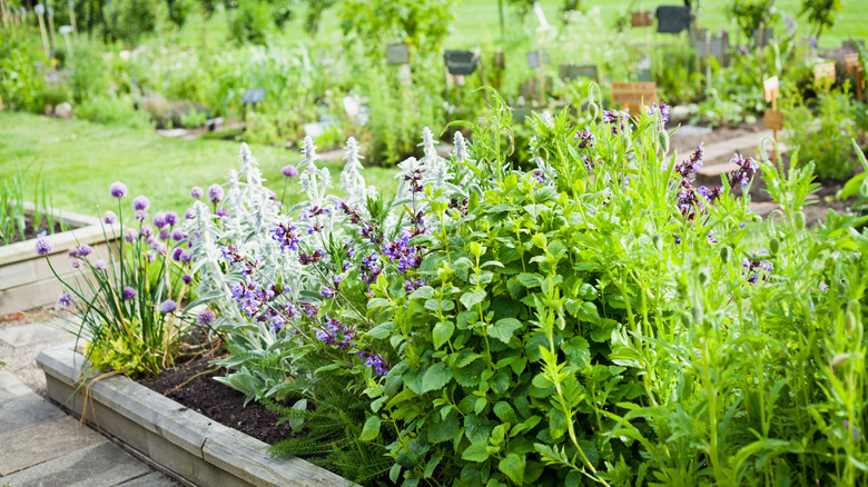 Herb garden 