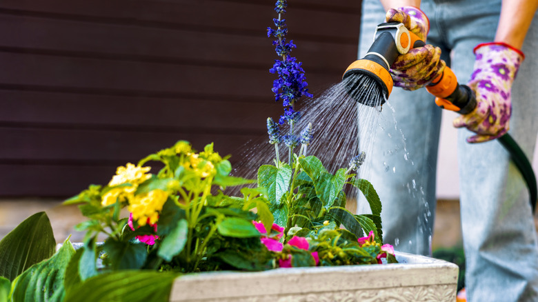 woman watering small flower planter with hose