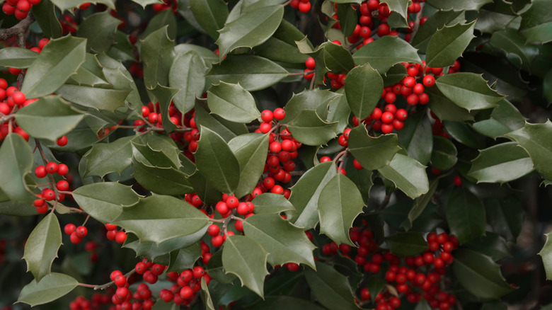 American holly foliage and berries