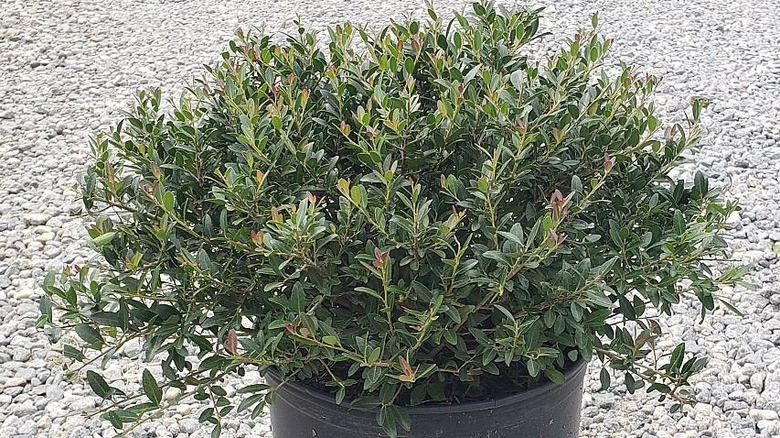 'Bordeaux' cultivar of yaupon holly in nursery pot