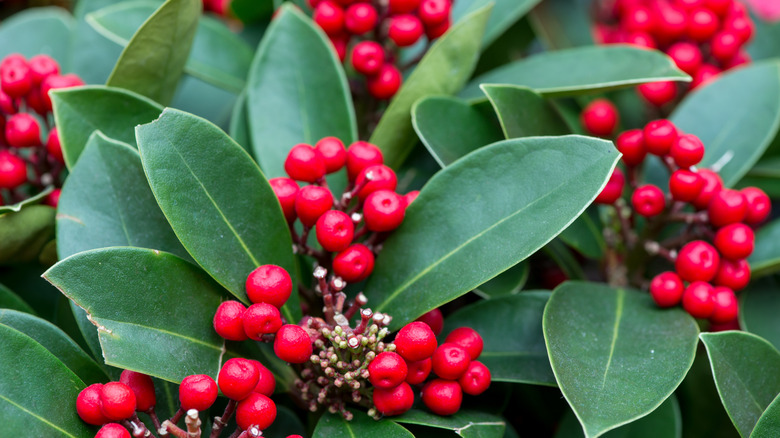Dahoon holly leaves and clusters of red berries