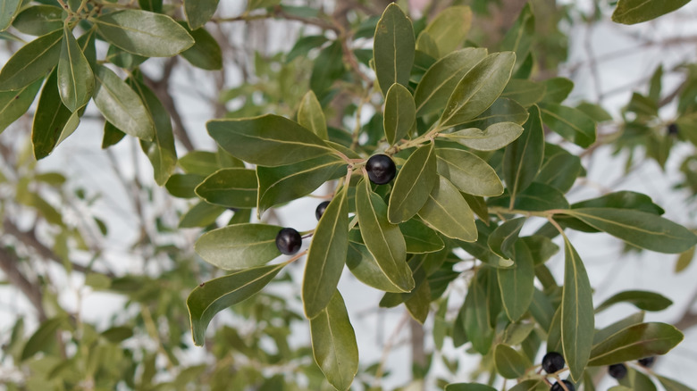 Inkberry holly with green leaves and black berries