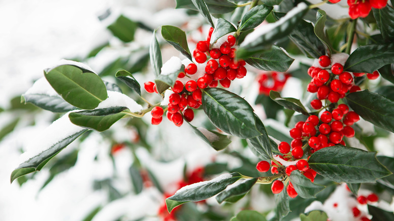 Holly tree with red berries in snow