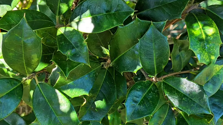 'Jersey Knight' holly tree