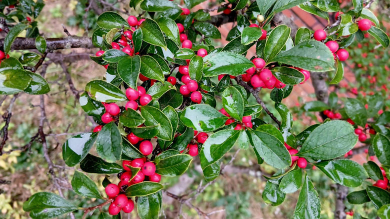 'Little Goblin Red' holly cultivar
