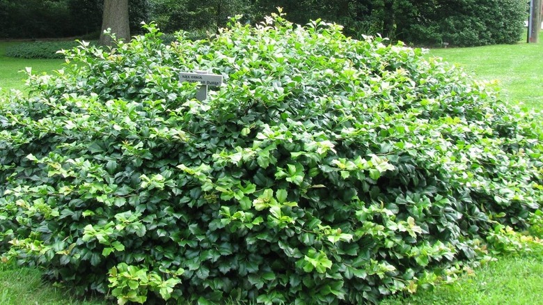 'Maryland Spreader' holly bush