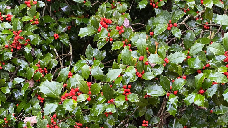 'Merry Christmas' cultivar of American holly