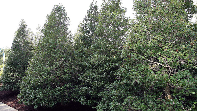 Several 'Miss Helen' holly trees