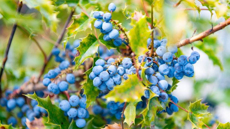Oregon grape holly with blue berries