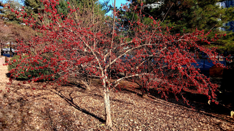 Possumhaw holly tree in winter with red berries
