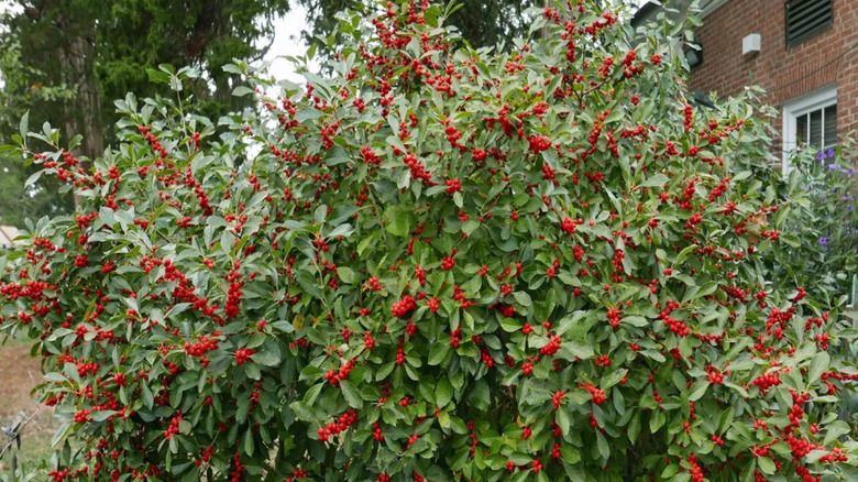 Beautiful 'Red Sprite' holly bushes