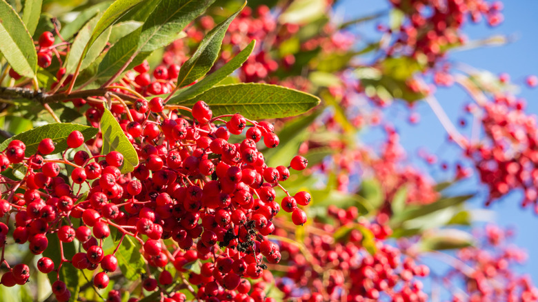 Toyon foliage and fruit