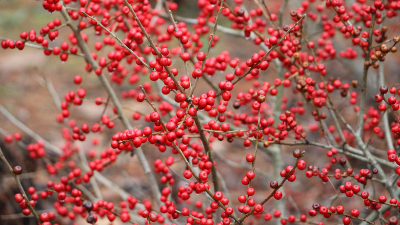 Winterberry branches covered with red berries