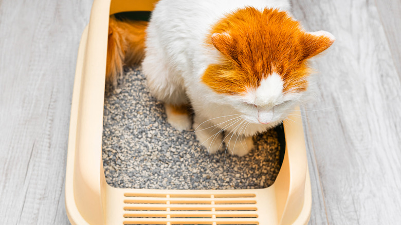 Cute ginger and white cat using a litter box