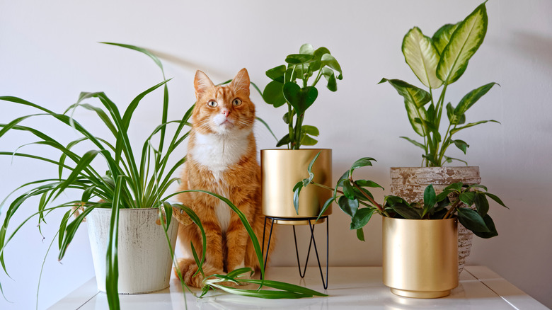 cat with plants