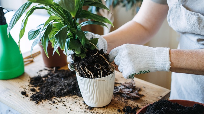 Person tending to plant