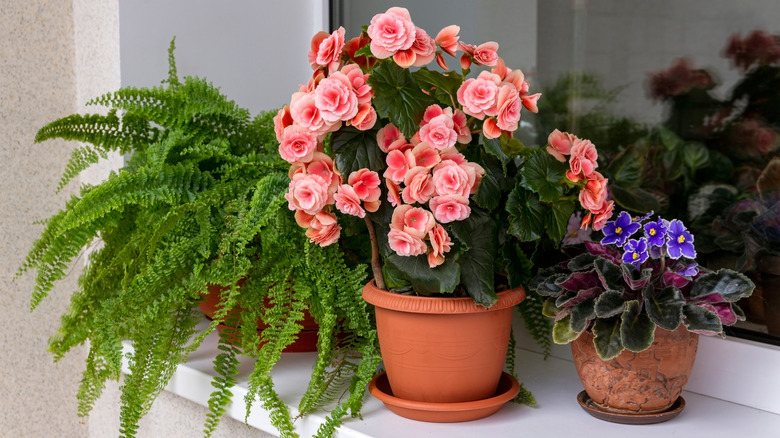 Potted begonias on windowsill