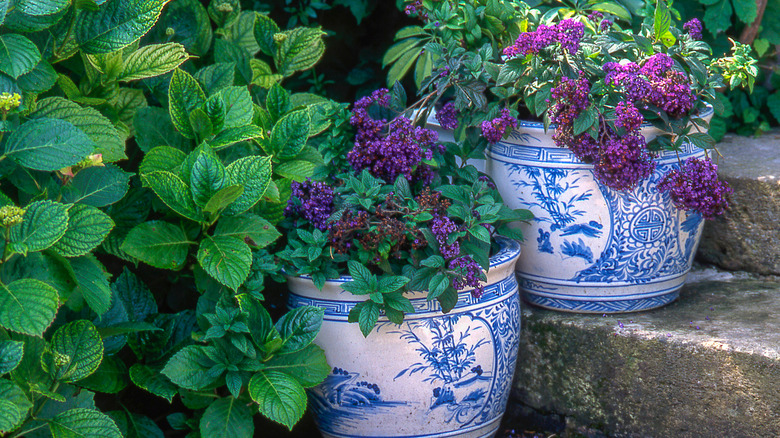 Potted heliotropes on porch