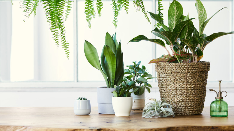 Cluster of green house plants 