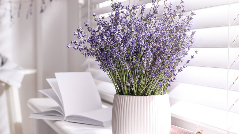 Potted lavender sprigs