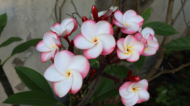Blossoming plumeria shrub