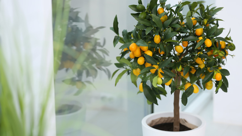 Fruitful potted kumquat tree