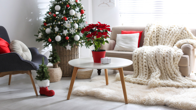 Poinsettia in festive living room