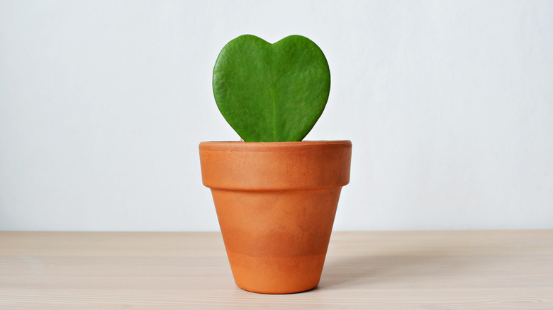 Hoya heart plant on table