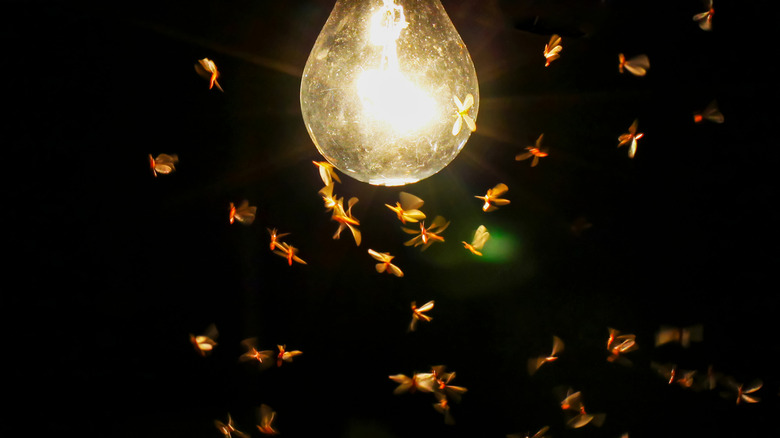 Bugs buzzing around a lightbulb in the dark