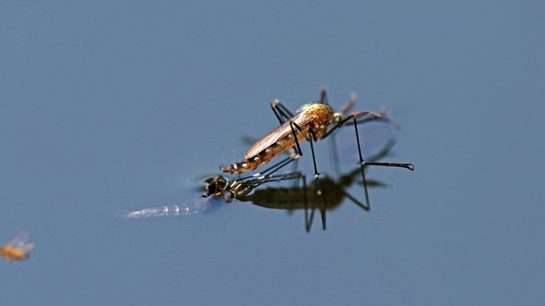 A mosquito on the surface of standing water