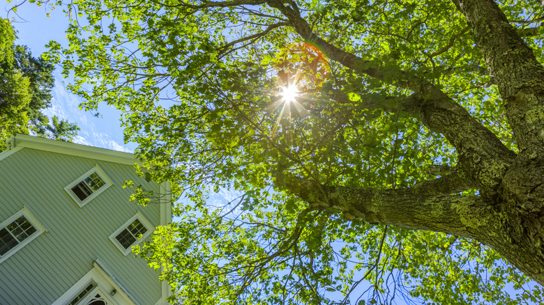 A tree with branches growing close to a house