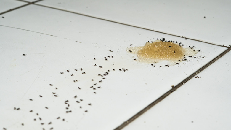 Ants flocking to spilled sugar