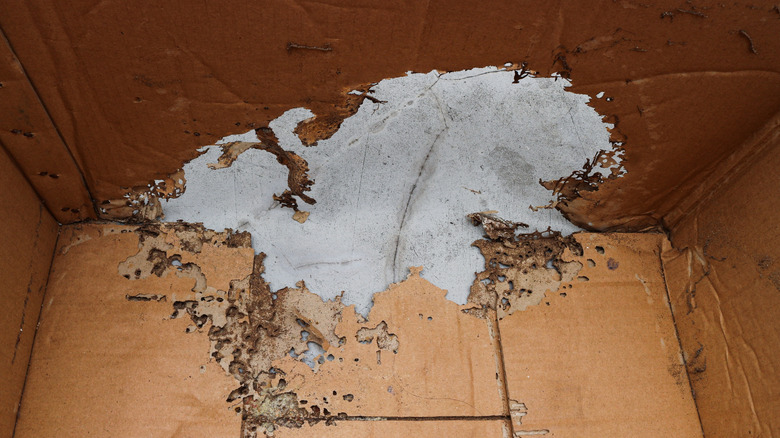 A cardboard box with extensive insect damage